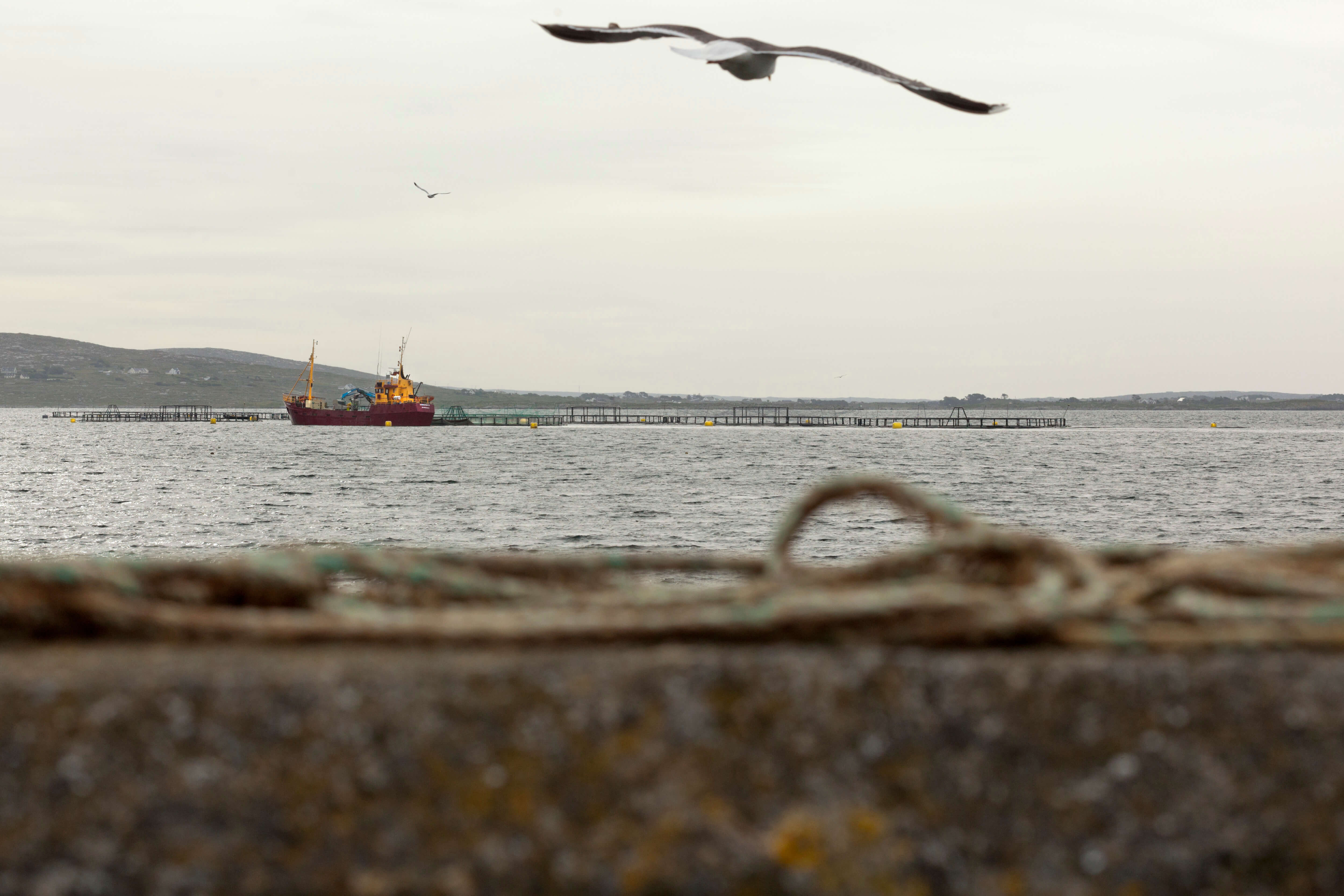 Der followfood Bio-Lachs